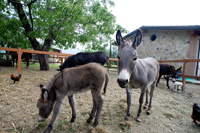 Visit to the Vivinatura and Wine Tasting Farm in Pompeii - Directions and Pickup Options