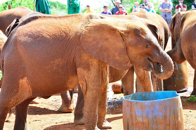 Visiting the Nairobi Elephant Orphanage Tours and Tickets - Accessibility and Participation