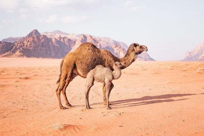 Wadi Rum Hiking - Local Guides and Tour Options
