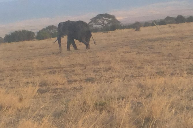 Walk With Elephants in Amboseli. - Immerse Yourself in Amboselis Natural Beauty