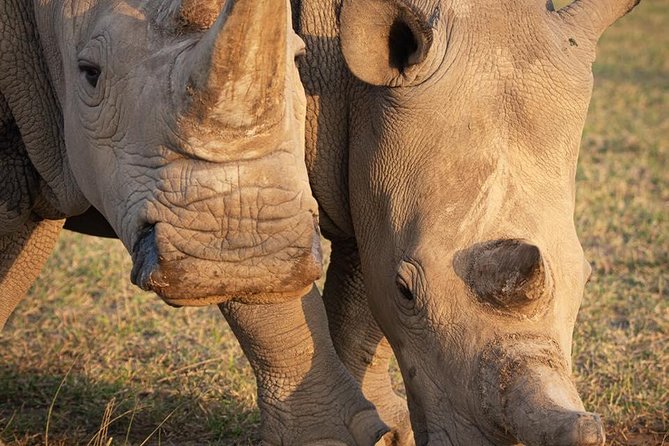 Wildlife and Nature Tour in Nanyuki - Nature Exploration