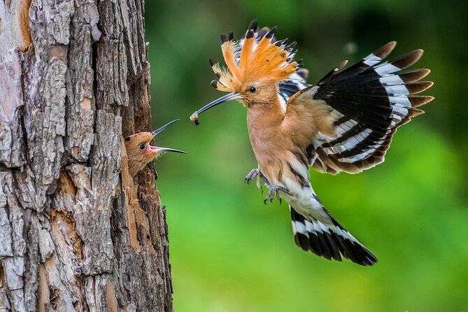 Wildlife Slovenia - Guided Bear & Bird Photography Tour - Schedule Details