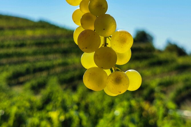 Wine Degustation in the Heart of Slovenian Istria - Additional Services