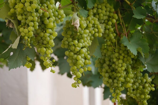 Wine Tasting and Visit to Santagata De Goti Cellars - Pricing and Reviews