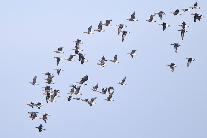 Winter Birding Day Trip to Dobrudja From Tulcea/Constanta - Cancellation Policy Details