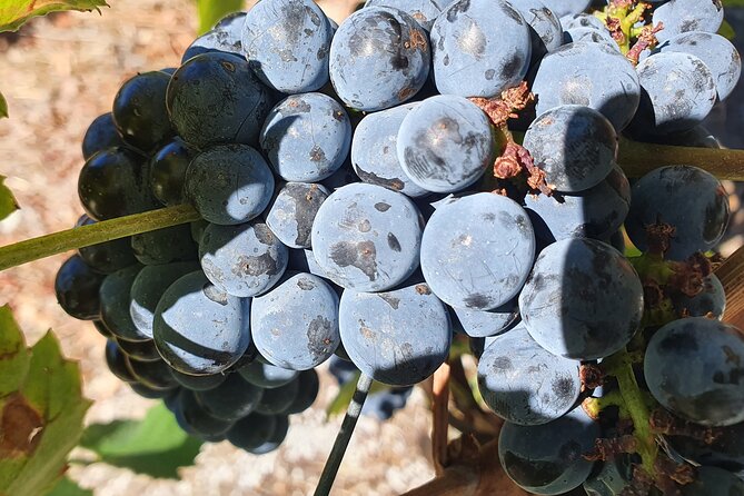 With Reduced Mobility Visit the Douro Valley From Porto - Final Notes