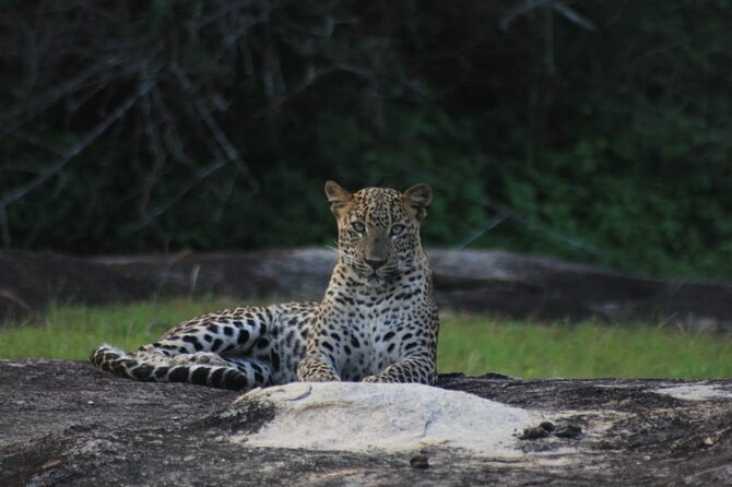 Yala Safari Private Day Tours in Yala National Park - Customer Reviews