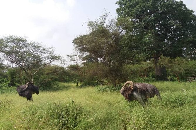 Your Private Driver & Tour Guide in Senegal-Reserve of Bandia - Explore Senegals Bandia Reserve