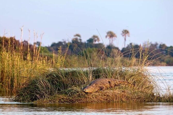 Zambezi River Safari - Guide Knowledge