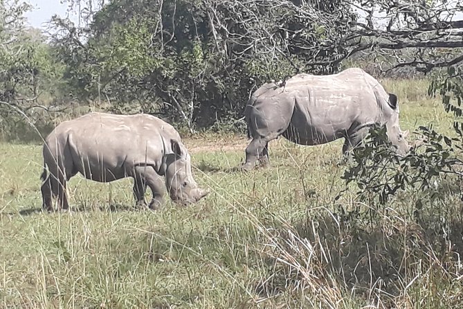 Zziwa Rhino Sanctuary Walking Safari - What To Expect