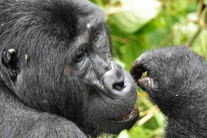 6days Mountain Gorillas, GoldenMonkeys and Cultural Experience - Overview of the 6-Day Tour