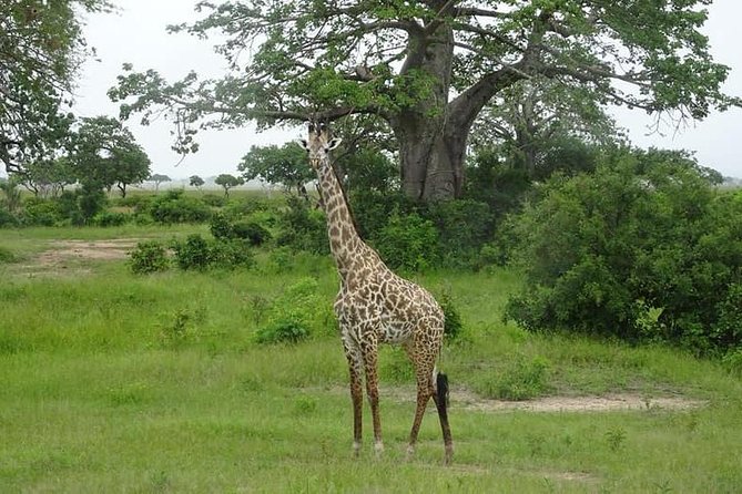 7 Day Safari to Selous, Mikumi and Ruaha National Parks + Transfers - Good To Know