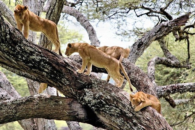 7-Day Tanzania Lodge Safari: Lake Manyara, Serengeti, Ngorongoro &Tarangire Park - Good To Know