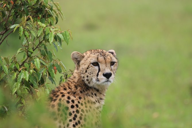 7 Day Uganda Safaris - Good To Know