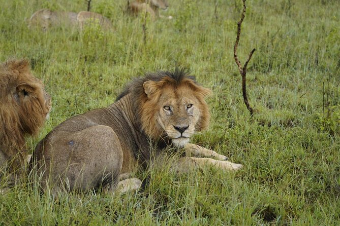 7 Days Exciting Tanzania Safari Wildebeest Migration - Good To Know