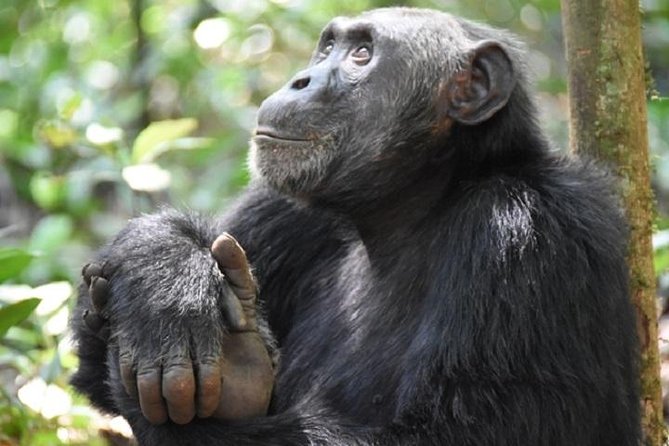 7 Days Exclusive Gorilla Experience in Uganda - Good To Know