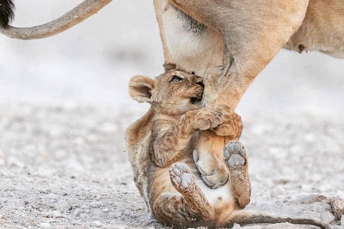 7 Days Migration Safaris -Lodge - Good To Know