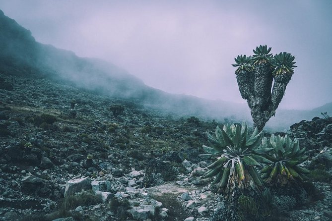 7 Days Mount Kilimanjaro Machame Route - Day 1: Machame Gate to Machame Camp