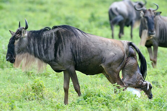 7-Days Private Budget Safari: Tarangire, Serengeti & Ngorongoro - Itinerary Overview