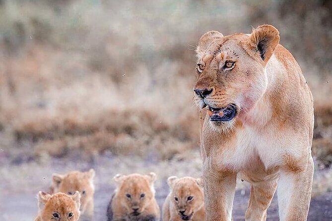 7 Days Private Safari in Tanzania - Good To Know