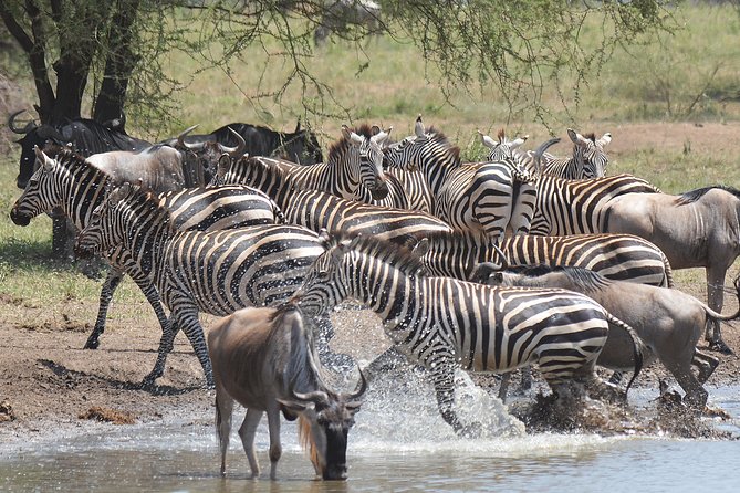 7 Days Tanzania Private Safari - Good To Know