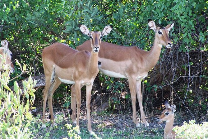 7 Days Tsavo East, Taita, Amboseli & Sanctuarysafari From Mombasa - Detailed Itinerary Overview
