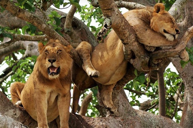 08 Days Classic Uganda Primate Tour