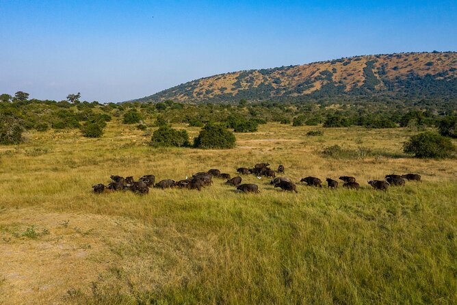1 Day Akagera National Park Safari - Frequently Asked Questions