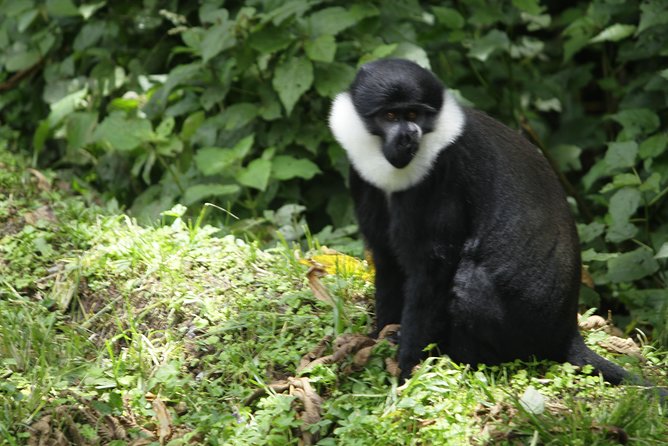 1 Day Canopy Walk Adventure in Nyungwe Forest Park (2 Pax Min) - Safety and Accessibility Notes