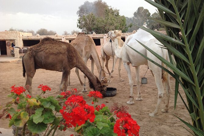 1 Day Dromedary Ride Near Essaouira - Meeting Point Details
