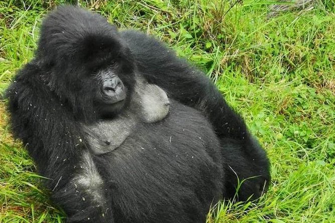 1 Day Gorilla Trekking Mgahinga Gorilla NP & Lake Bunyonyi - The Sum Up
