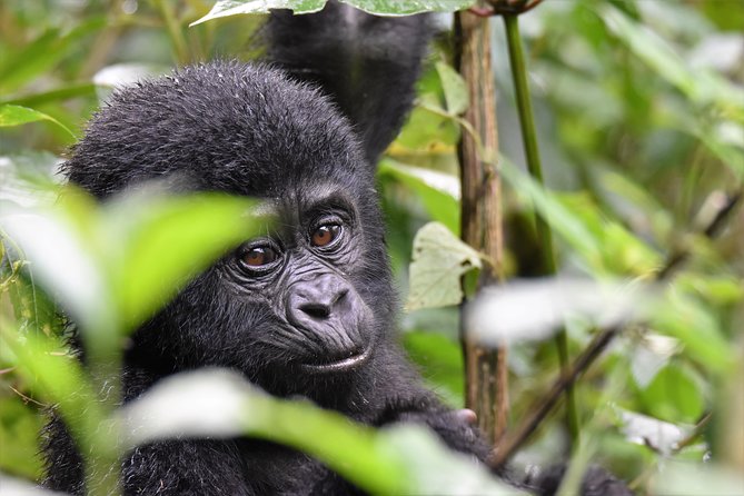 1 Day Mountain Gorilla Trekking Safari Uganda