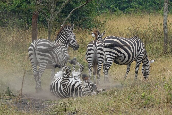 10-Day Big-7 Private Tour Experience in Uganda Safari - Booking Details and Cancellation Policy