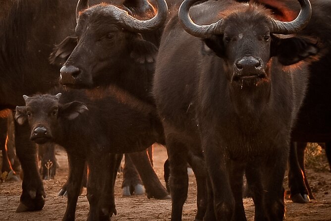 10-Day Expedition to Victoria Falls-Hwange & Chobe National Park - Frequently Asked Questions