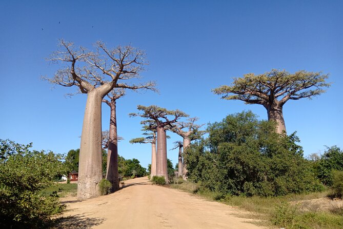 10 Days River Trip at Tsiribihina, Tsingy and Baobab Avenue - Pricing and Booking