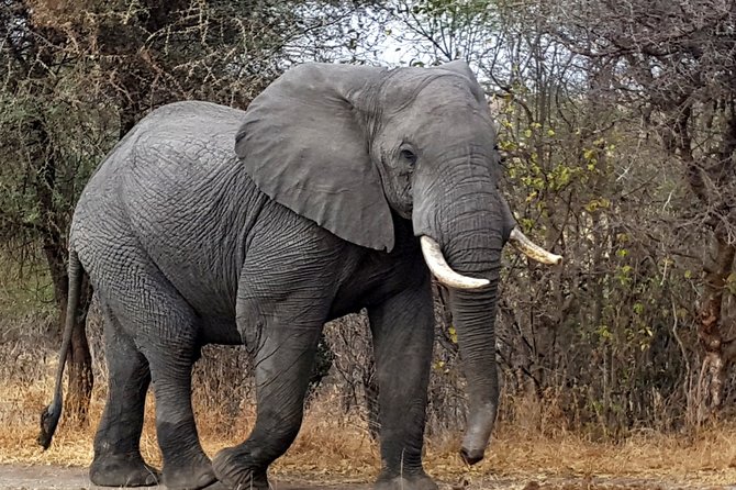 10 Days Tanzania Luxury Safari - Safari Activities