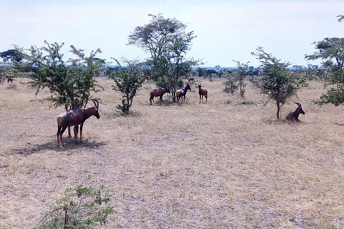 11 Days Uganda +Gorillas