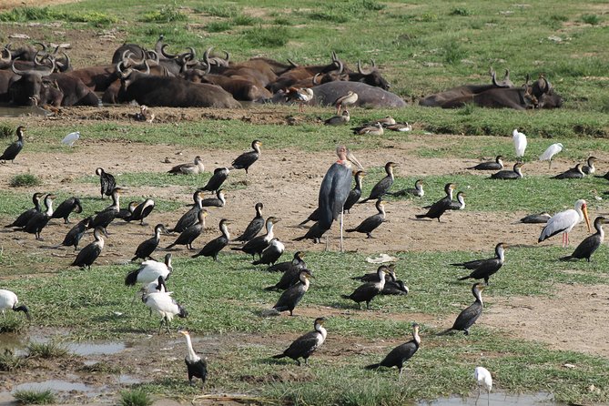 12-Day Pearl of Africa Wildlife and Adventure Highlights