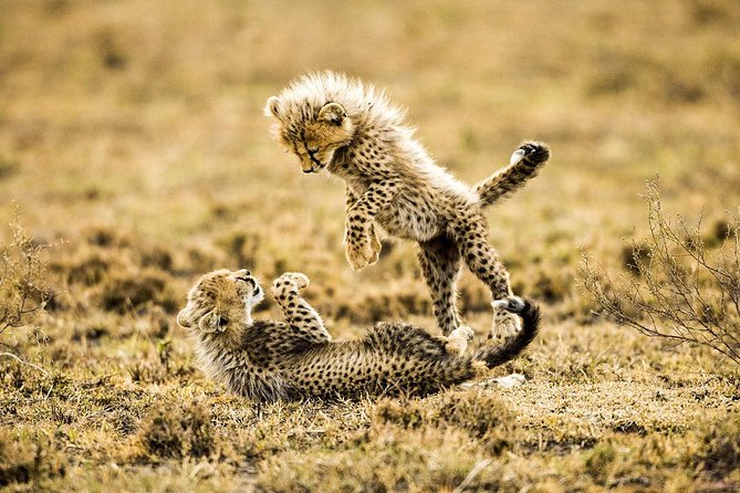 12 Days Best Of Kenya and Tanzania Safari - Luxury - Visit Five Protected Reserves