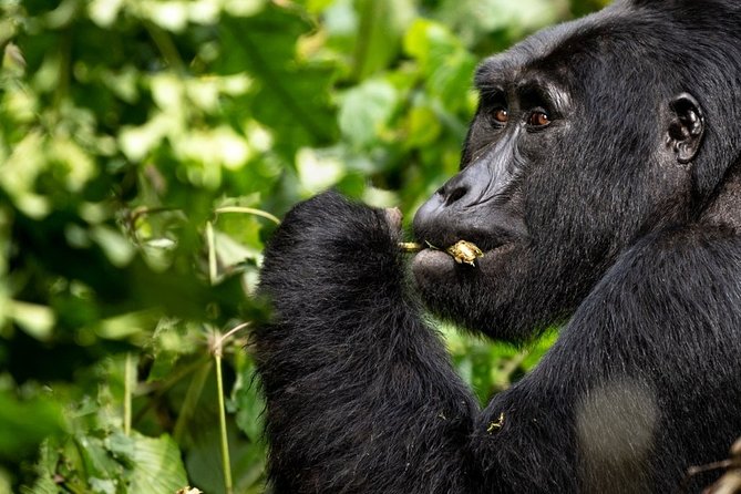 13 Days Trip Essential Uganda - Cultural Experiences