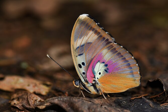 14 Day Ghana Butterfly Tour - Pricing and Booking