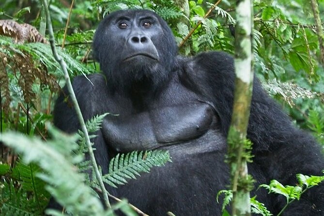 15-Days Around Uganda Safari - Wildlife Encounters