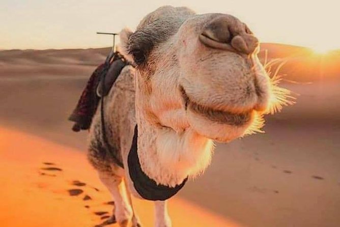 15 Days Tours All of Morocco From Casablanca - Pricing and Booking Information