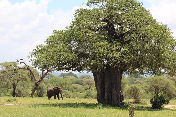 2-Day Safari Tour to Tarangire & Ngorongoro Crater (Mid-range) - Meals Included