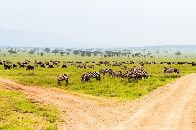 2-Day Tanzania Safari Extension After Kilimanjaro Trek - Safety and Health Guidelines
