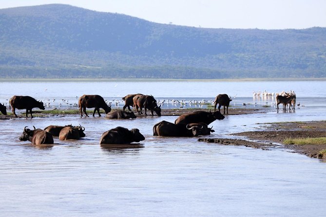 2 Day Tour Lake Nakuru, Hell S Gate & Lake Naivasha From Nairobi - Tour Highlights