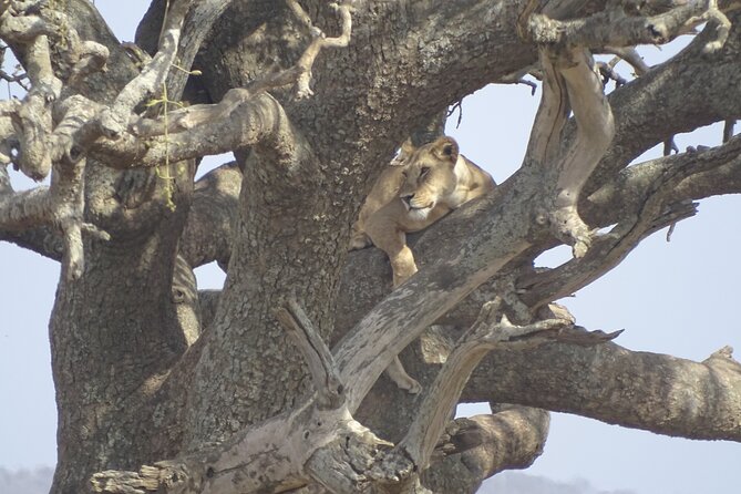 2-Day Tour Safari Tarangire Ngorongoro Crater and Maasai Village - Meals and Accommodation