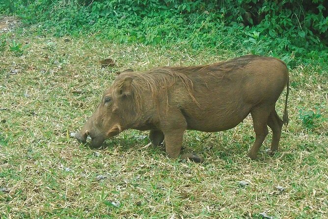 2 Days /1 Night Safari to Mikumi - Frequently Asked Questions