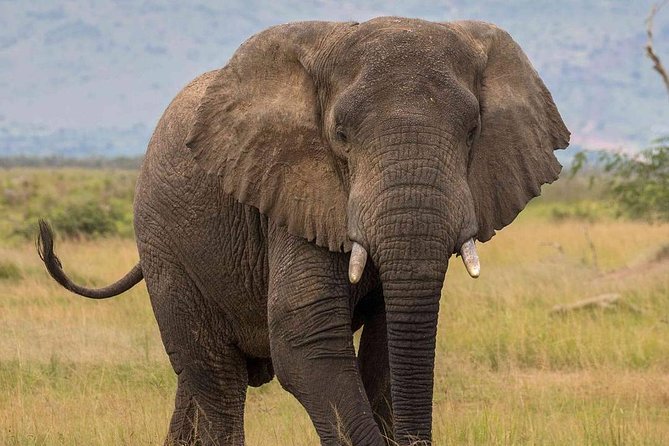 2 Days Akagera National Park Wildlife Safari - Customer Reviews