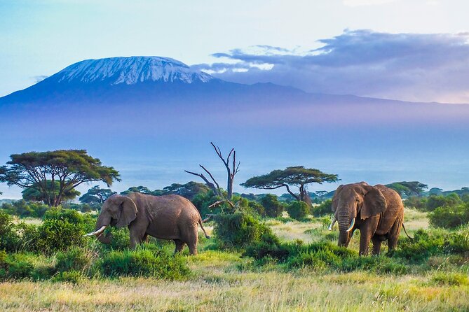 2 Days Amboseli National Park Safari Escape With Kentau - Inclusions and Exclusions